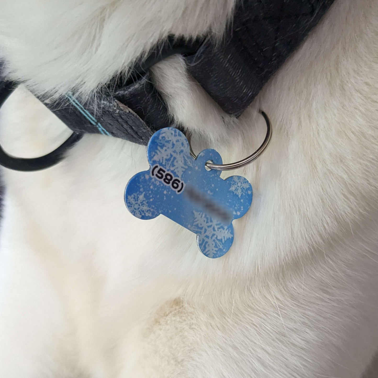 Personalized Dog Tags